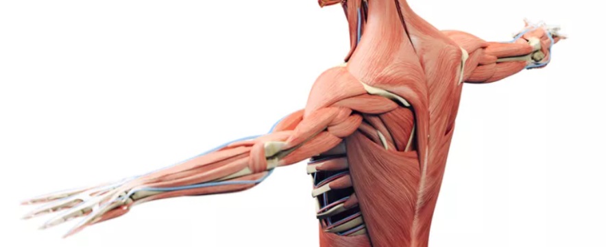 Module 8: Non-joint musculoskeletal pain