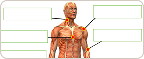 Module 8: Non-joint musculoskeletal pains